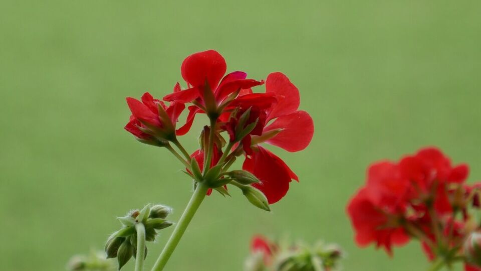 Герань выпустит почки и цветы