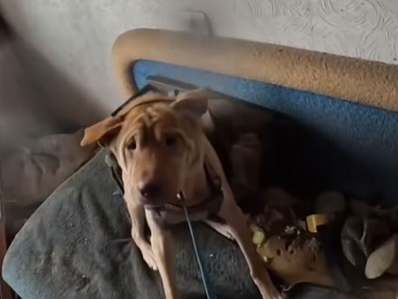 Собаку спасли из разрушенного дома