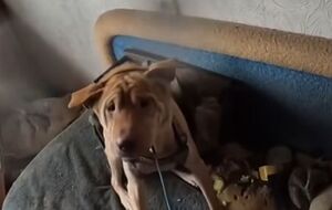 Собаку спасли из разрушенного дома