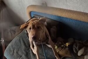 Собаку спасли из разрушенного дома