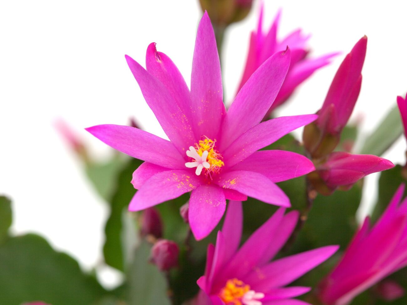 Если рождественскому кактусу создать условия, он зацветет на Рождество