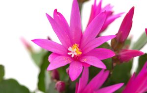 Если рождественскому кактусу создать условия, он зацветет на Рождество