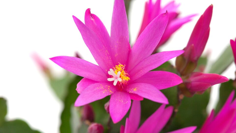 Если рождественскому кактусу создать условия, он зацветет на Рождество