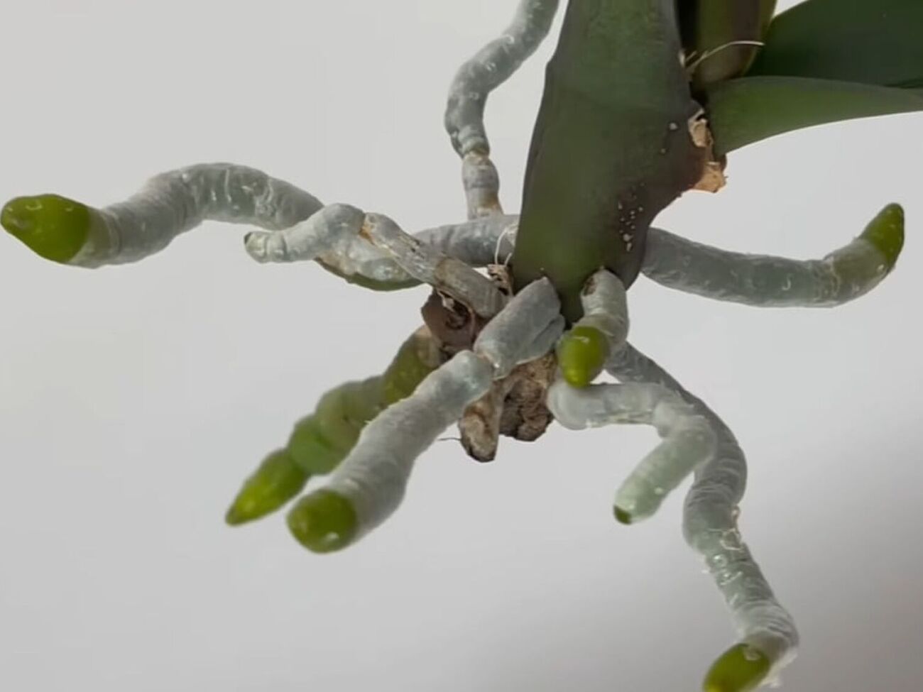 Для проращивания черенка понадобятся ватный диск и пластиковая бутылка