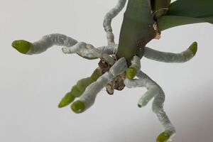 Для проращивания черенка понадобятся ватный диск и пластиковая бутылка