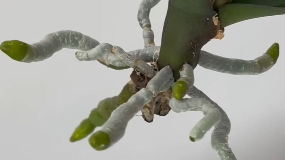 Для пророщування живця знадобляться ватний диск і пластикова пляшка