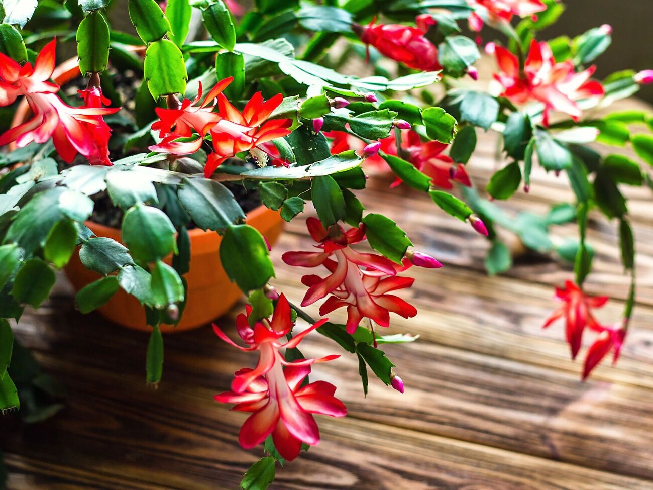 Декабрист укроется цветами