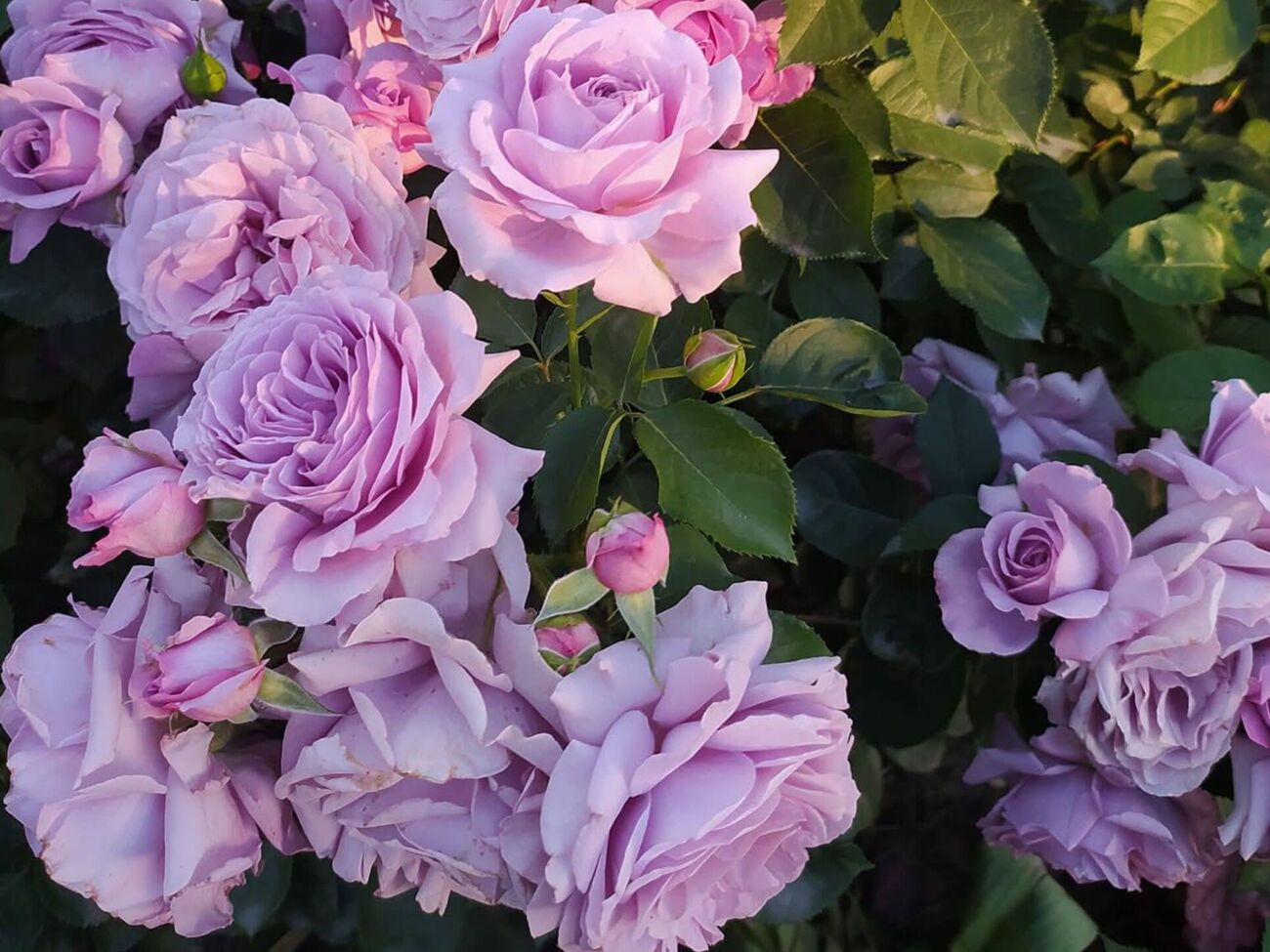 Украинская цветоводка поделилась опытом, как зимуют розы в Киевской области