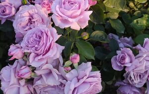 Украинская цветоводка поделилась опытом, как зимуют розы в Киевской области