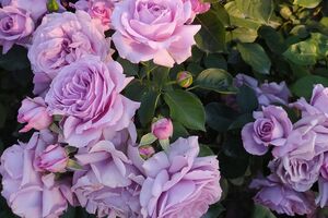 Украинская цветоводка поделилась опытом, как зимуют розы в Киевской области