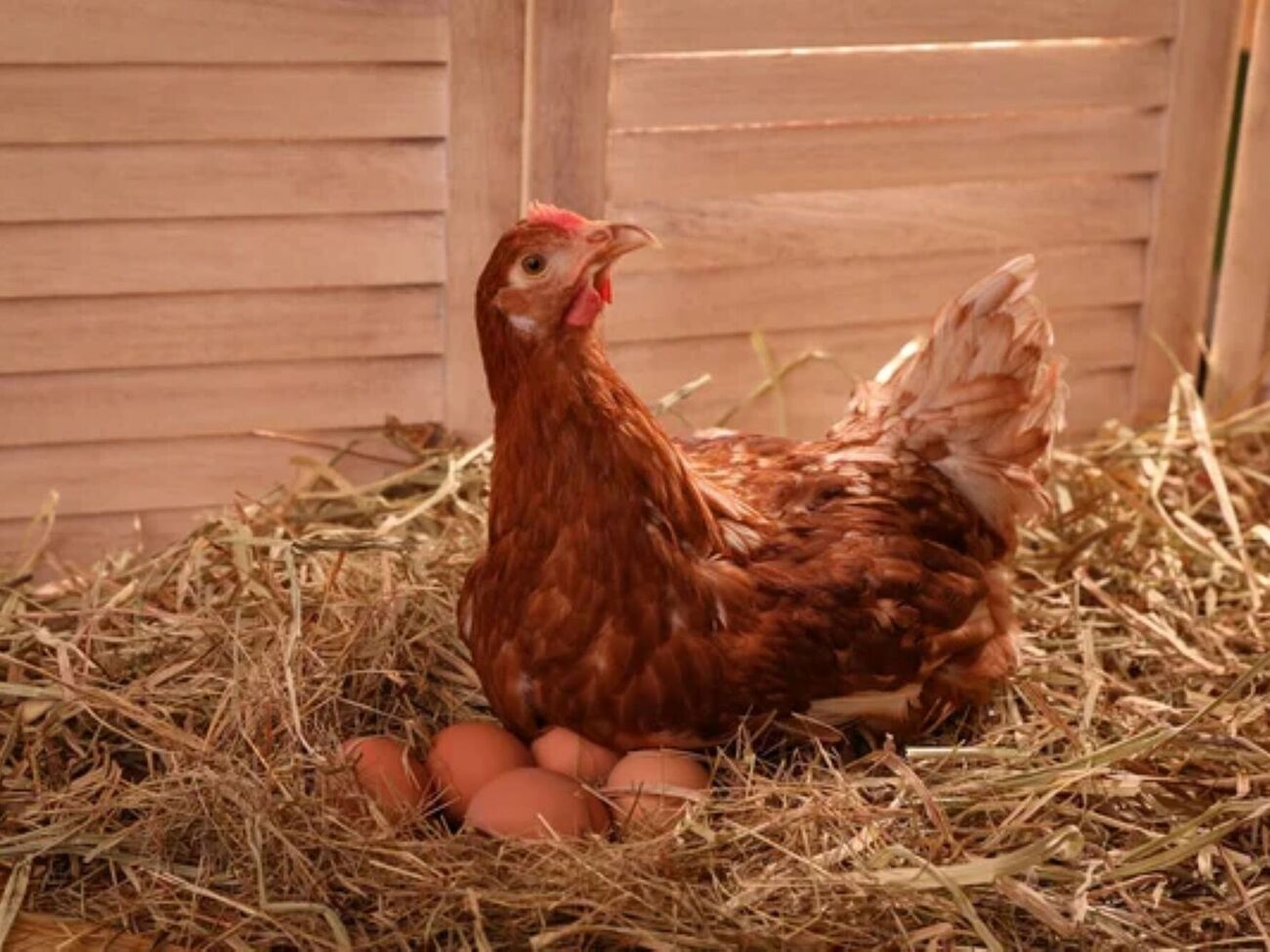 Чтобы избавиться от вшей в курятнике, опытные птицеводы рекомендуют использовать древесную золу