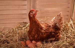 Чтобы избавиться от вшей в курятнике, опытные птицеводы рекомендуют использовать древесную золу