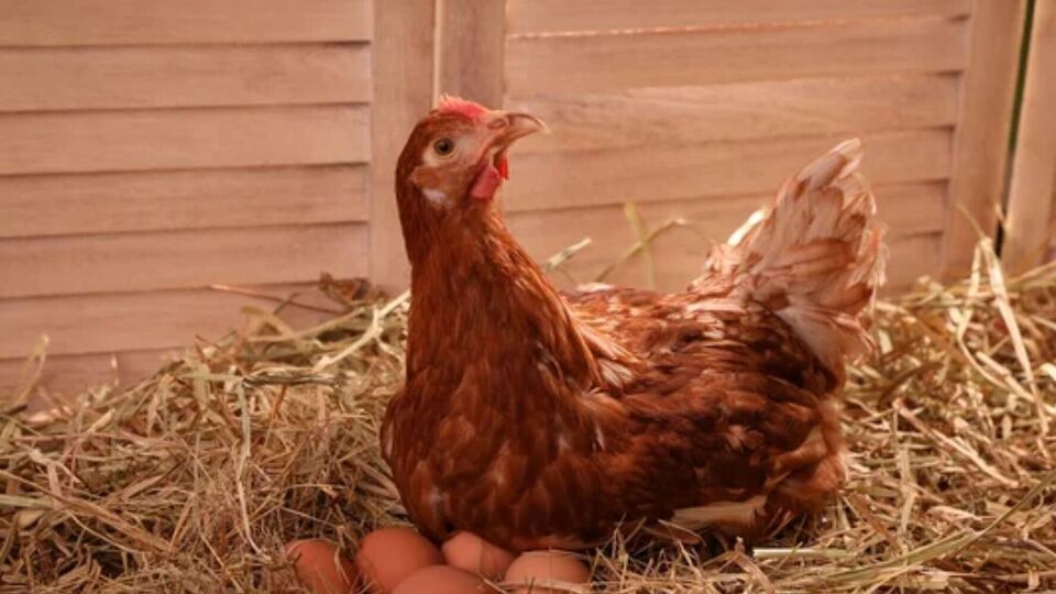 Чтобы избавиться от вшей в курятнике, опытные птицеводы рекомендуют использовать древесную золу