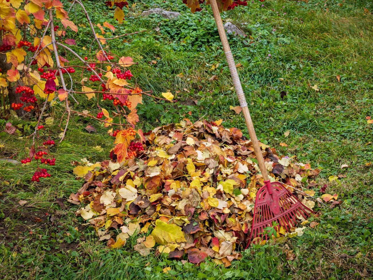 Наприкінці осені важливо очистити дерева від лишайників
