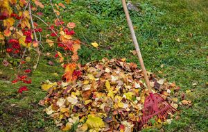 Наприкінці осені важливо очистити дерева від лишайників