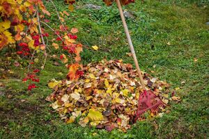 В конце осени важно очистить деревья от лишайников