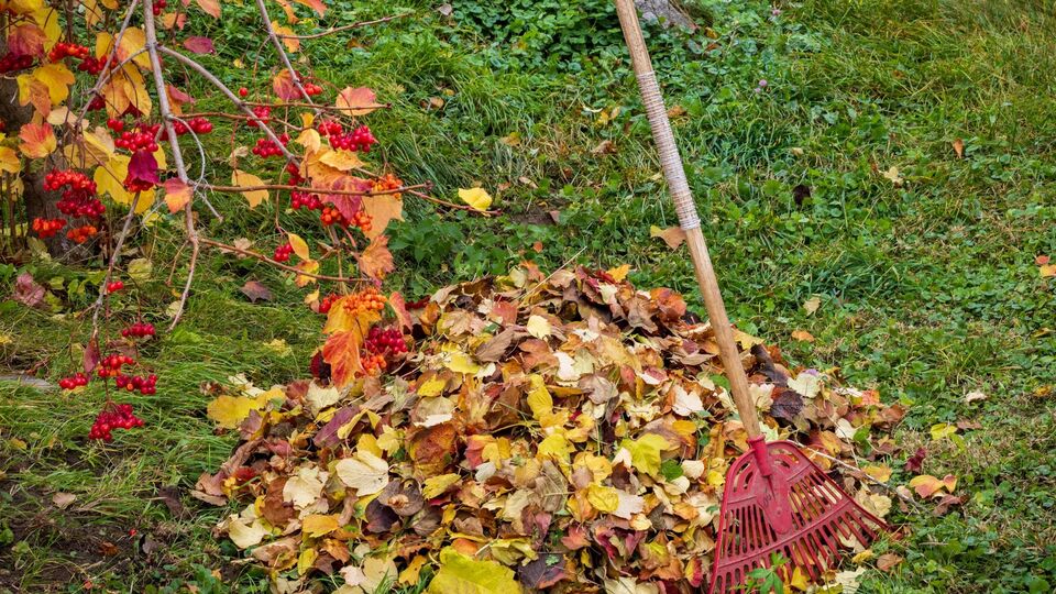 Наприкінці осені важливо очистити дерева від лишайників