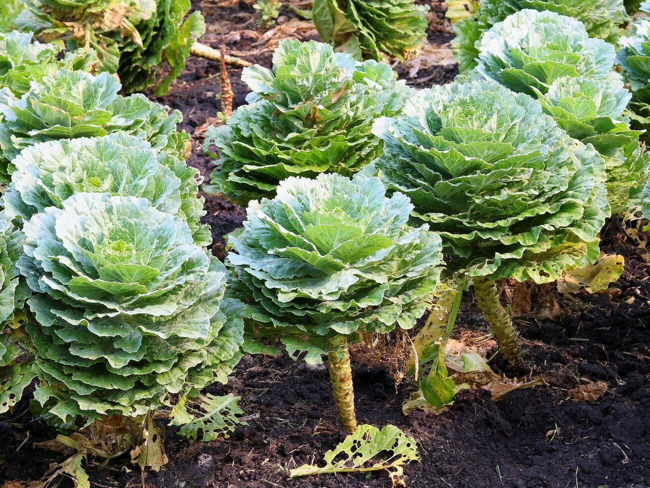 Капусту можно посадить под зиму
