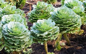 Капусту можно посадить под зиму