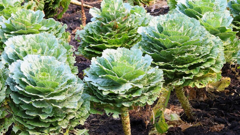 Капусту можно посадить под зиму