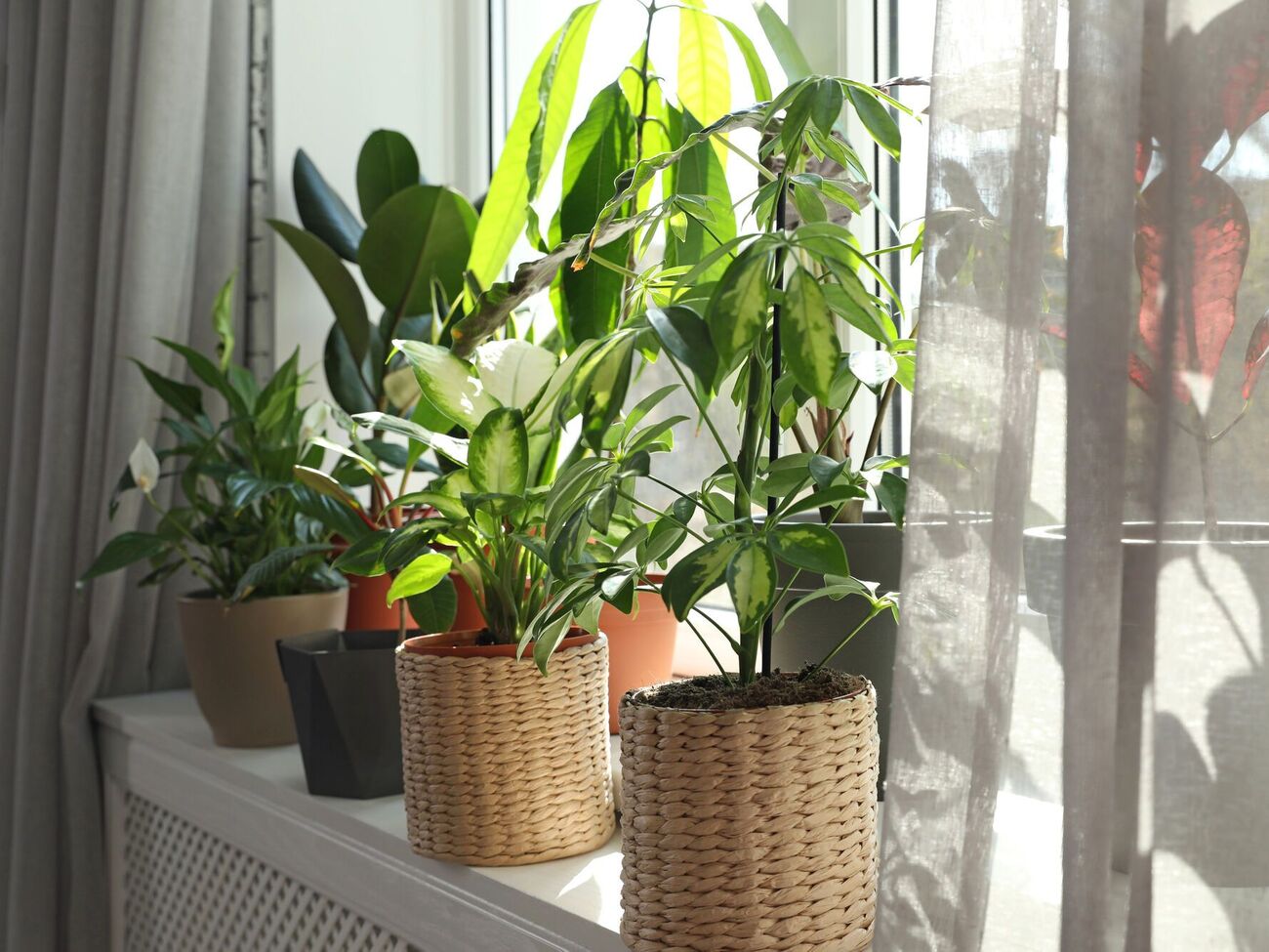 После обработки янтарной кислотой цветы активно наращивают листья и корни