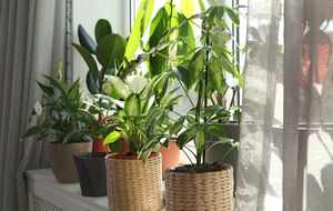 После обработки янтарной кислотой цветы активно наращивают листья и корни