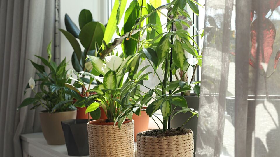 После обработки янтарной кислотой цветы активно наращивают листья и корни