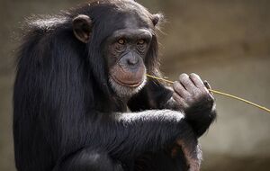 В ДТП попала 21 лабораторная обезьяна