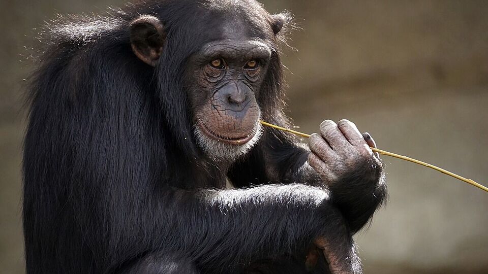 У ДТП потрапила 21 лабораторна мавпа