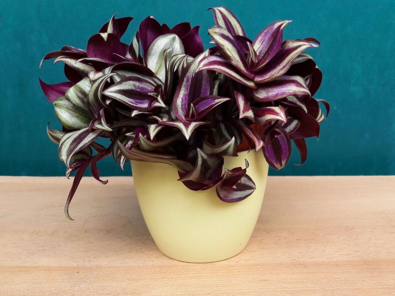 Для выращивания традесканции подойдет ​​универсальная почвенная смесь с хорошим дренажем