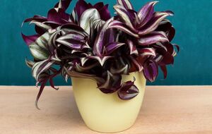 Для выращивания традесканции подойдет универсальная почвенная смесь с хорошим дренажем