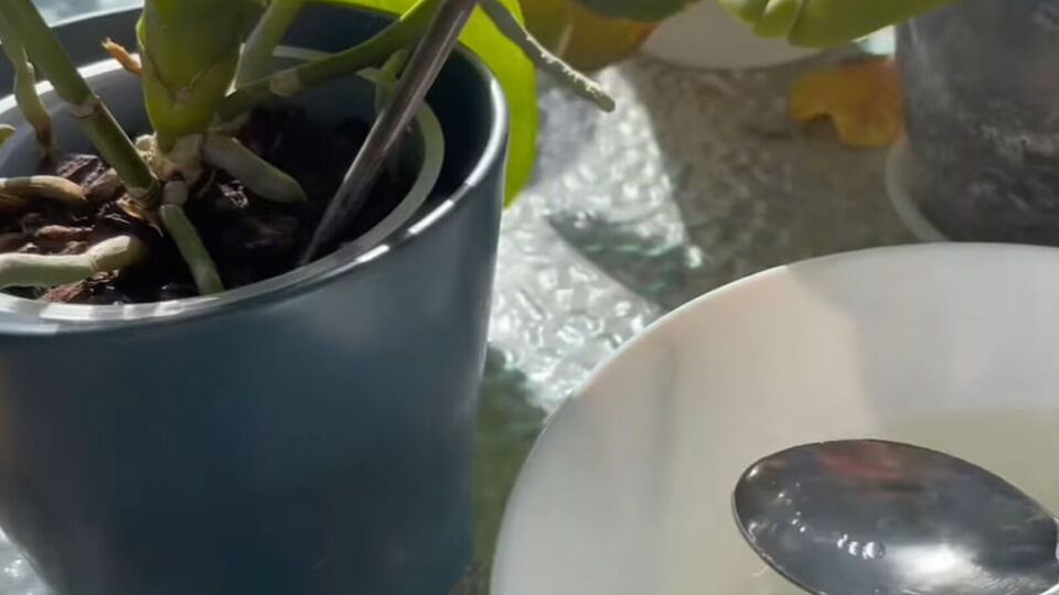 Для приготування добрива знадобляться картопляні очистки й часник