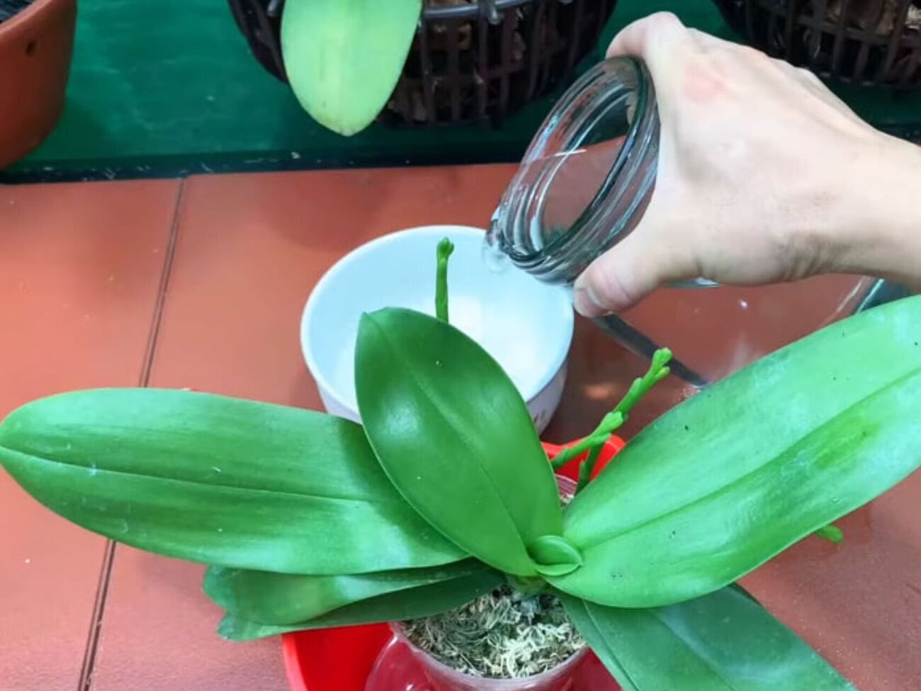 Цветовод порекомендовал использовать для удобрения орхидей глутамат натрия