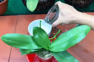 Цветовод порекомендовал использовать для удобрения орхидей глутамат натрия