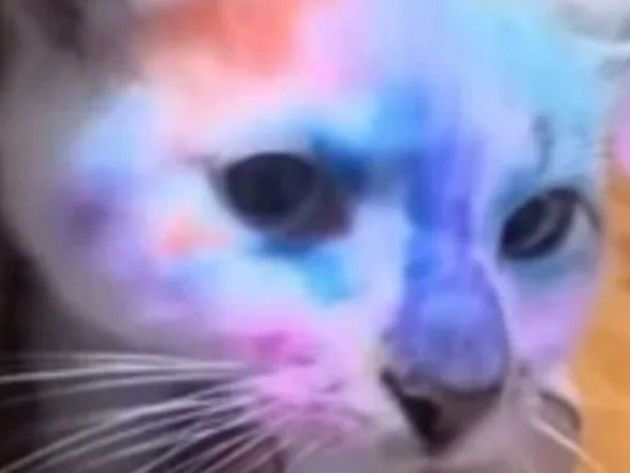 Полиция Львовской области 2 ноября заявила, что проводит проверку по факту жестокого обращения с котом