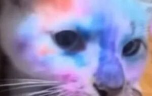 Полиция Львовской области 2 ноября заявила, что проводит проверку по факту жестокого обращения с котом