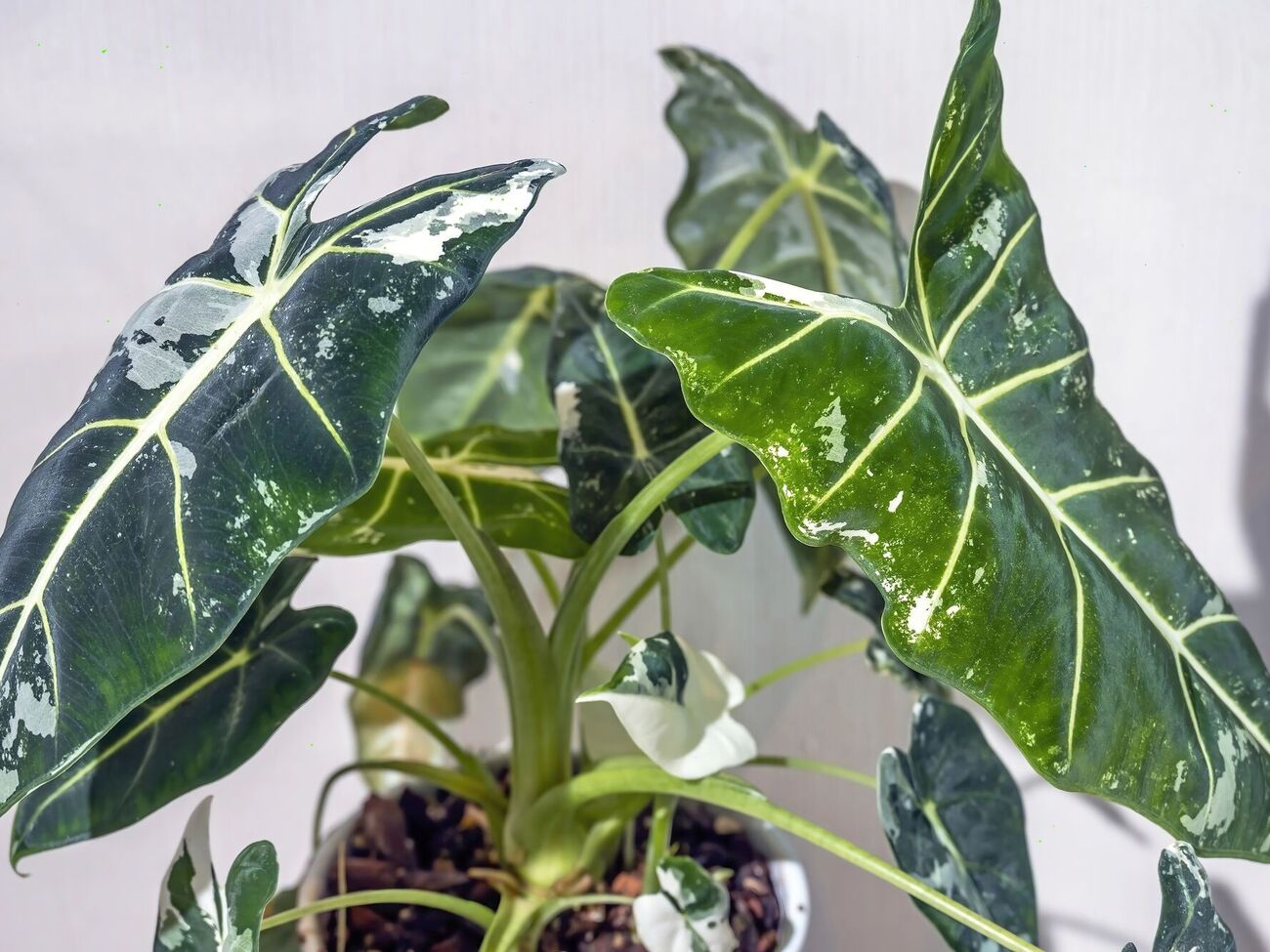 Алоказия – комнатное растение, имеющее яркий окрас листьев