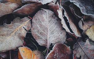 11–12 ноября температура воздуха может упасть до минусовых значений