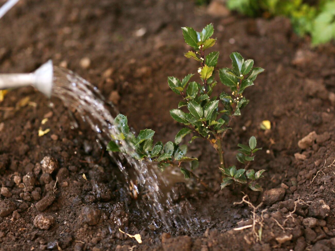 Осенний полив несет много положительных результатов