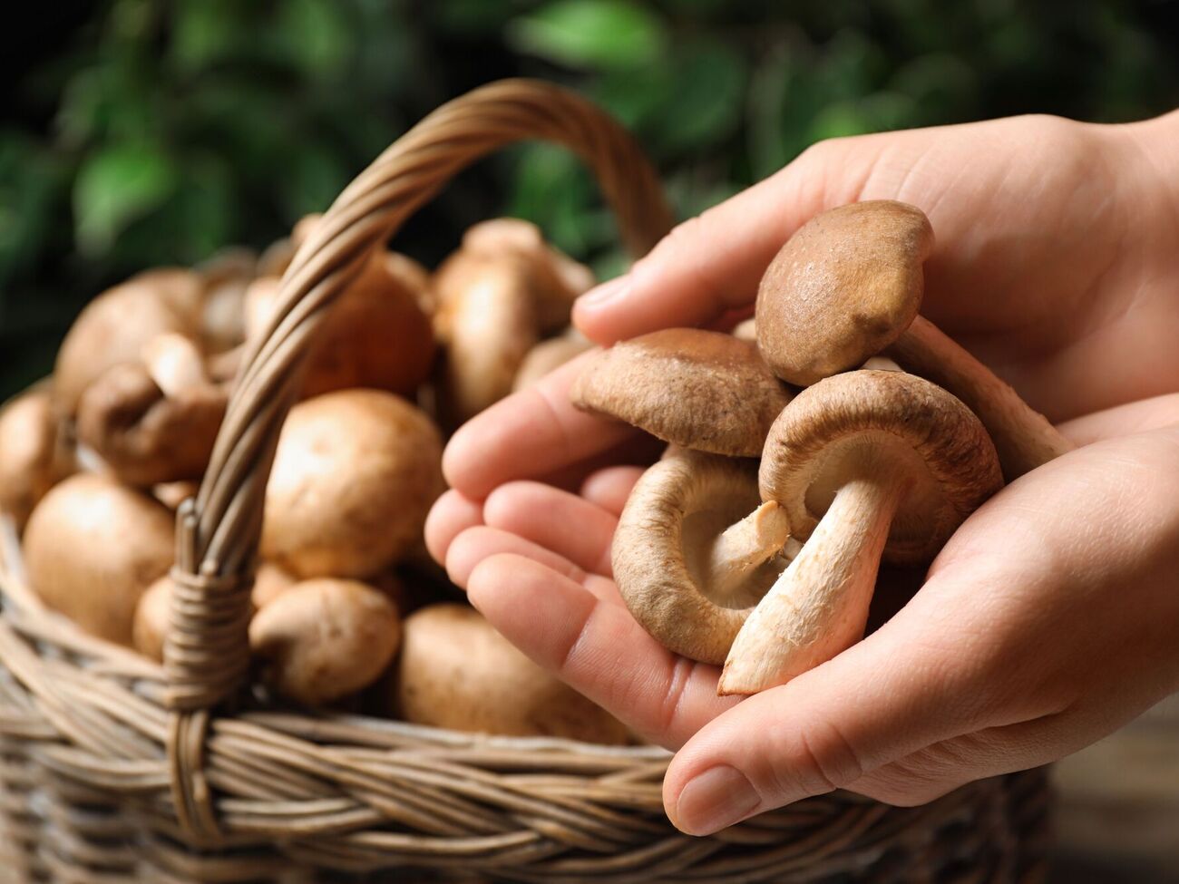 Гриби треба промити під холодною водою