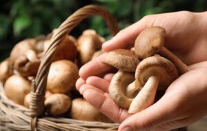 Гриби треба промити під холодною водою