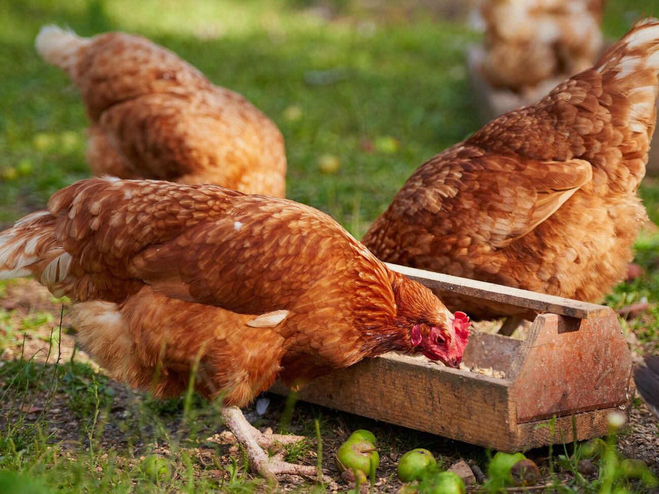 Чтобы стимулировать кур нести яйца, птицам дают медовую воду