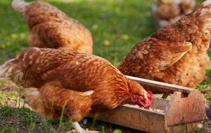 Чтобы стимулировать кур нести яйца, птицам дают медовую воду