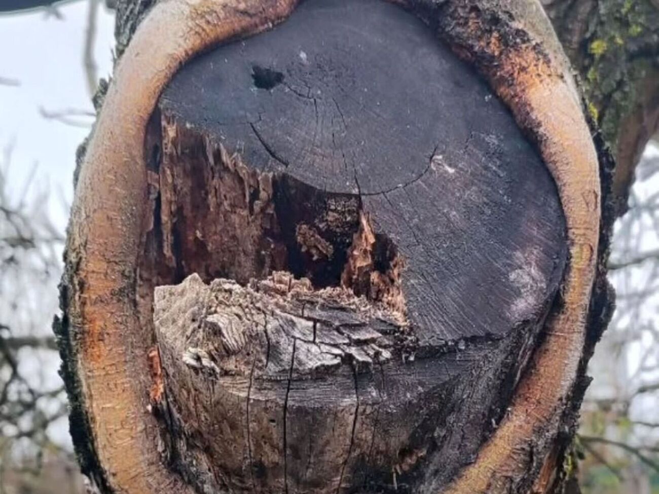 Дайте дереву дышать – и оно само затянет раны естественным путем