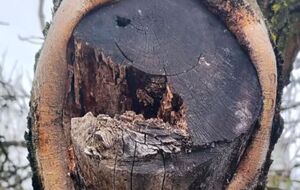 Дайте дереву дышать – и оно само затянет раны естественным путем