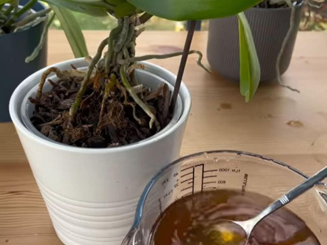 Квітникарка порекомендувала використовувати для підживлення рослин мелену каву