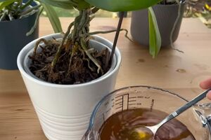 Квітникарка порекомендувала використовувати для підживлення рослин мелену каву