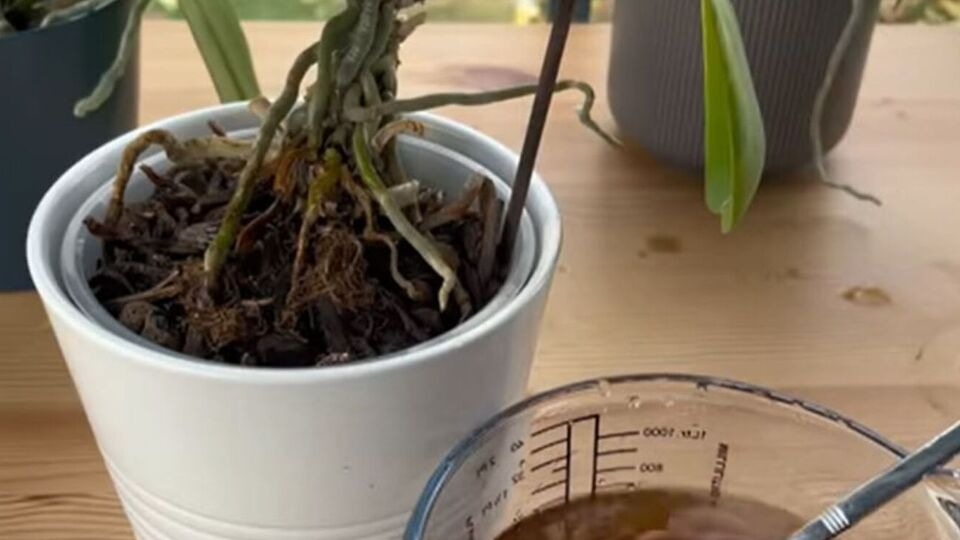 Цветовод порекомендовала использовать для подкормки растений молотый кофе