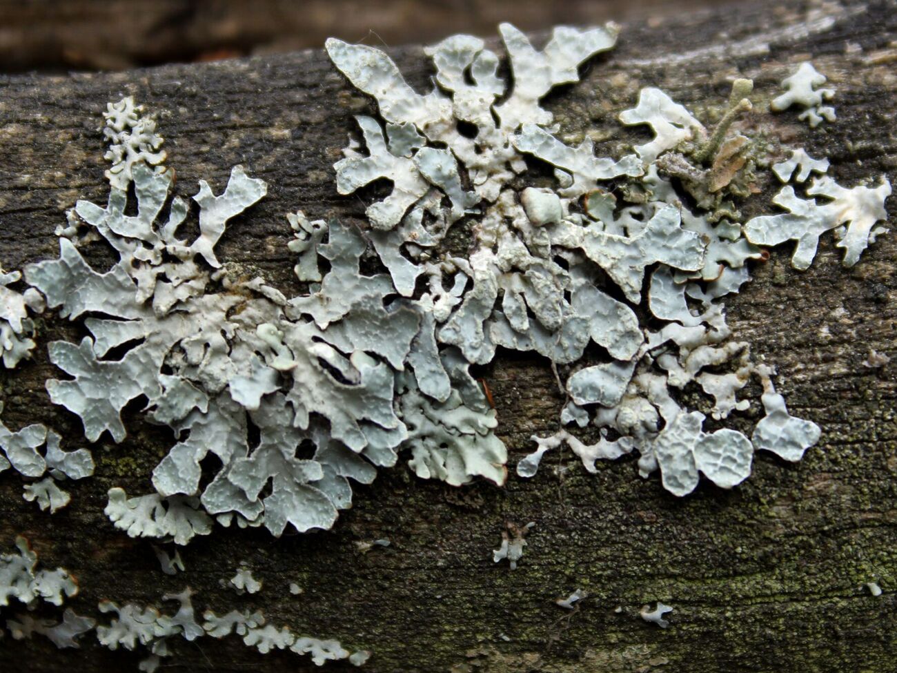 Лишайники могут уничтожить дерево
