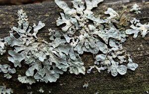 Лишайники могут уничтожить дерево